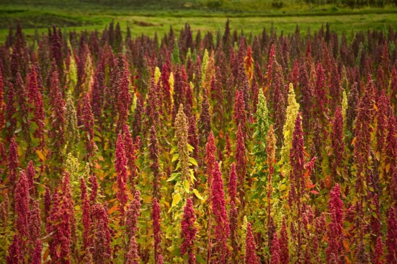 Quinoa Sandoval Mix - Igazi amaránt, gabona különlegességek az Egzotikus Növények Stúdiója kínálatából